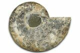 Cut & Polished Ammonite Fossil (Half) - Madagascar #336643-1